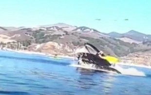 Kayakistas tragados por una ballena jorobada en Avila Beach - California (ENG)
