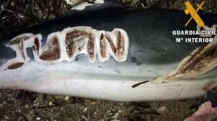 Delfines mutilados y con letras grabadas a cuchillo
