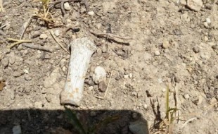 Confirmado: Los huesos hallados en la fosa de La Romana pertenecen a una de las niñas de Alcásser