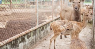 Disparar a animales criados en granjas: el negocio de la caza en España