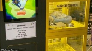 Polémica por una máquina expendedora de un centro comercial que tiene crías de perros y gatos vivos como premio