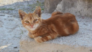 Un exingeniero de Amazon crea la aplicación MeowTalk para traducir los maullidos de gatos en palabras