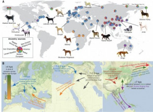 Origen y legado genético de los perros prehistóricos