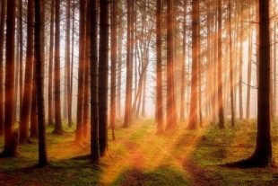 ¿Es una buena idea plantar 3.000 millones de árboles en Europa?