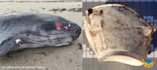 Un vaso de plástico, posible causa de la muerte de otro cachalote aparecido en Malpica (Galicia) [GAL]