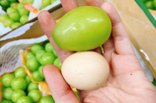 Una variedad de uva que es más grande que un huevo de gallina (en)