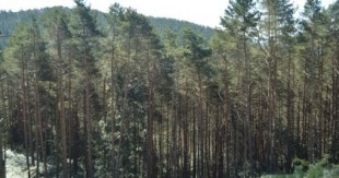 Deseucaliptización en Galicia: en busca de la recuperación de la biodiversidad autóctona