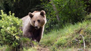 Muere una hembra de oso pardo en Palencia tras un disparo accidental