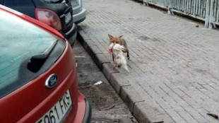Un raposu se pasea con su presa, una gallina, por la zona urbana de Cangas de Onís