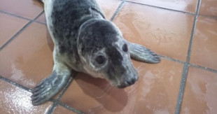 Rescatados los primeros ejemplares de lobo marino de esta temporada en la costa gallega