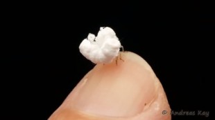 Un fotógrafo descubre un insecto con forma de palomita en la selva de Ecuador