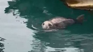 Una foca aparece en Altea