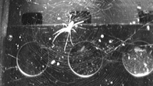 Dos arañas en el espacio logran construir redes sin gravedad