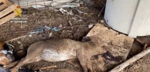 Detenido el dueño de una explotación ganadera de Gran Canaria por maltrato animal