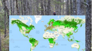 Descubre con este mapa dónde están los mejores bosques de tu país y del mundo
