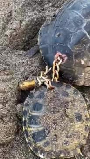 Dos tortugas aparecen encadenadas por los caparazones en la playa tinerfeña de La Tejita