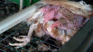 Denuncian una ‘granja de los horrores’ de gallinas ponedoras en Madrid