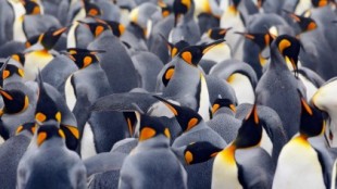 Cómo ha sido 2020 para Linux según el informe anual de Fundación Linux