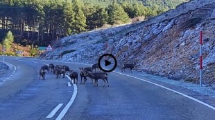 Una manada de rebecos lamen la sal de la carretera de Besande (León)