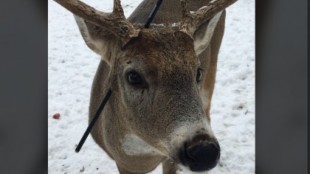 Carrot, el ciervo con una flecha clavada en la cabeza que visita cada año un pueblo en Canadá