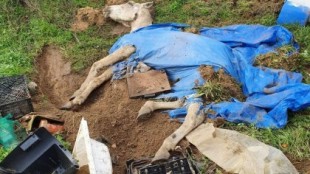 Hallan un caballo enterrado vivo en Huelva, sepultado con escombros, tierra y una bañera