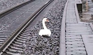 Bomberos alemanes retiran a un cisne "de luto" que bloqueaba las vías del tren [ENG]