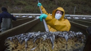Mueren 1,5 millones de crías en una granja de truchas de Cee tras un vertido al río Castro