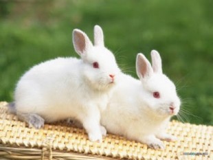 ¿Por qué se le llama conejo al órgano sexual femenino?