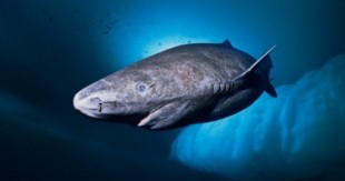 El animal más viejo del mundo vive en Groenlandia: es un tiburón nacido en 1505