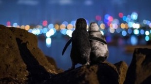 La foto de dos pingüinos viudos consolándose que ganó el premio Ocean Photograph Awards