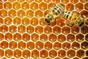 Nueva «miel vegana» elaborada sin la intervención de abejas