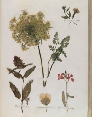 El herbario de Emily Dickinson, entre la ciencia y la poesía