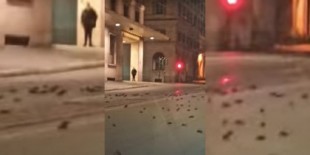 Centenares de aves muertas en Roma tras las celebraciones de año nuevo [ITA]