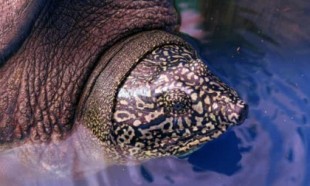 Esperanza para la tortuga más amenazada del planeta, tras el descubrimiento de una hembra en Vietnam [ENG]