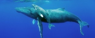 Las ballenas finalmente regresan a las regiones polares de nuestro planeta después de 40 años [ENG]