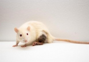 Consiguen tratar en ratones una enfermedad autoinmune similar a la esclerosis múltiple
