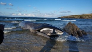 Vara una ballena de unos 13 metros en una playa a diez kilómetros de Ribadeo sin posibilidad de rescatarla