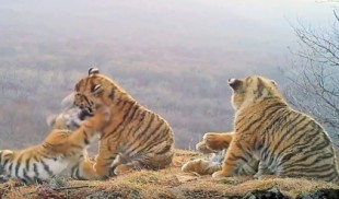 Consiguen grabar por primera vez a una gran familia de tigres siberianos