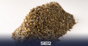 Arroz marino: así es el nuevo cereal descubierto en Cádiz que puede revolucionar la producción de alimentos