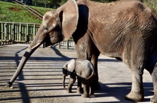Nace en Cabárceno el primer elefante africano de tercera generación