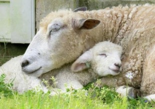 Inteligencia, complejidad e individualidad en ovejas