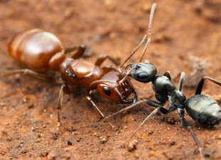 Las increíbles hormigas secuestradoras