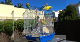 Grupo de loros va de terraza en terraza abriendo jaulas para liberar aves encerradas