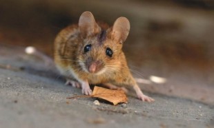 Científicos alemanes consiguen que ratones con parálisis vuelvan a caminar