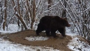 La triste historia tras el vídeo del oso ‘atrapado’ en una jaula imaginaria tras 20 años en un zoo