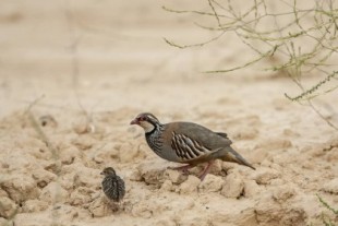 Efecto del fungicida tebuconazol sobre el (poco) éxito reproductor de las aves