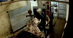 Cámaras ocultas capturan severas infracciones en matadero sueco con sello de "bienestar animal"