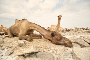 Miles de camellos pierden la vida en el Golfo Arábigo a causa de la contaminación por plástico
