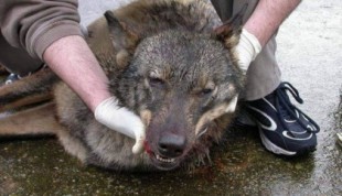 El Ministerio de Transición Ecológica, a los tribunales por no proteger al lobo
