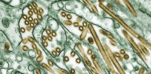 ¿Cómo es posible que la gripe haya casi desaparecido pero el coronavirus siga extendiéndose?